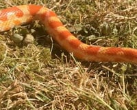 Fire the Corn Snake
