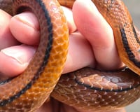 Oreo, our Bamboo Rat Snake