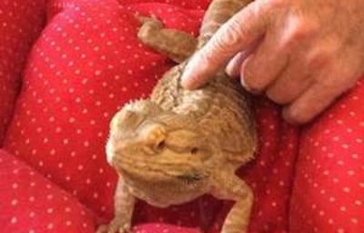 Blizzard at Acer Court close up