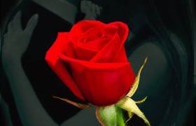 From the heart logo (portrait)