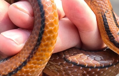 Oreo, our Bamboo Rat Snake